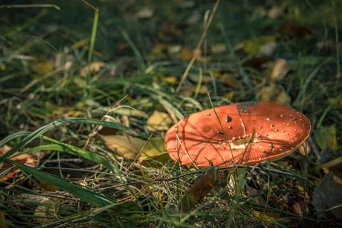 Toadstools in forest under tree in grass Fotos de archivo