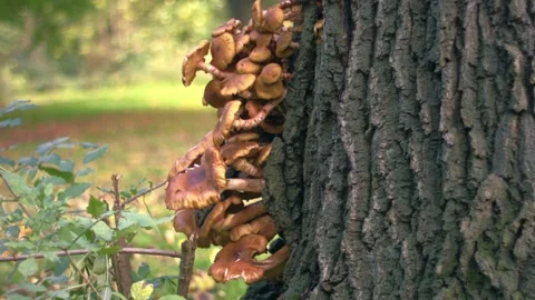Toadstools funghi growing on tree trunk medium zoom tilting shot selective focus Stock-Footage 320563071