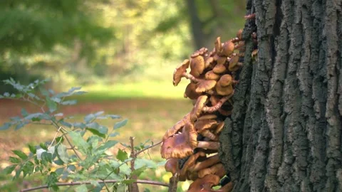 Toadstools funghi growing on tree trunk Stock Footage 321296373