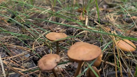 Toadstools fungi on forest ground camera close then far. 動画素材 259383025