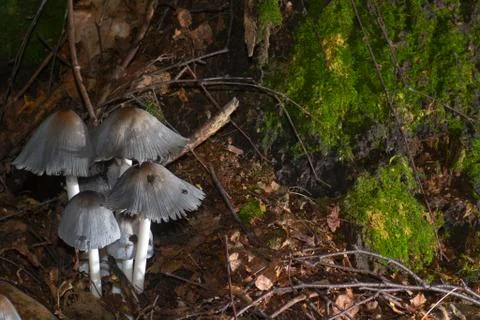 Toadstools gray Stock Photos