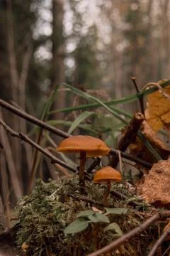 Toadstools on green moss on a dark natural background. pagan wiccan, slavic t Stock Photos
