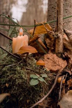 Toadstools on green moss on a dark natural background. pagan wiccan, slavic t Stock Photos