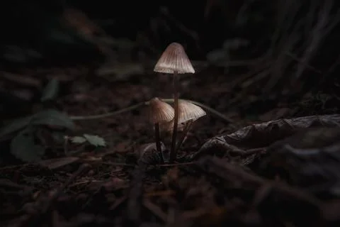 Toadstools on green moss on a dark natural background. pagan wiccan, slavic t Stock Photos