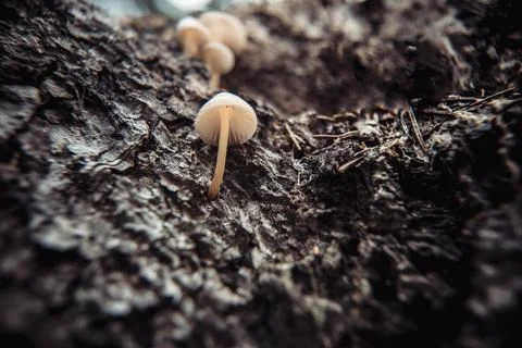 Toadstools on green moss on a dark natural background. pagan wiccan, slavic t Stock Photos