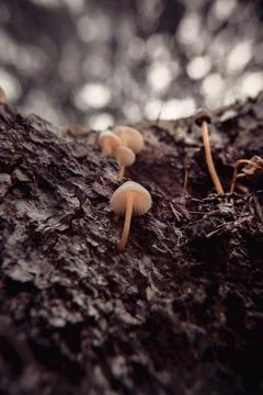 Toadstools on green moss on a dark natural background. pagan wiccan, slavic t Stock Photos