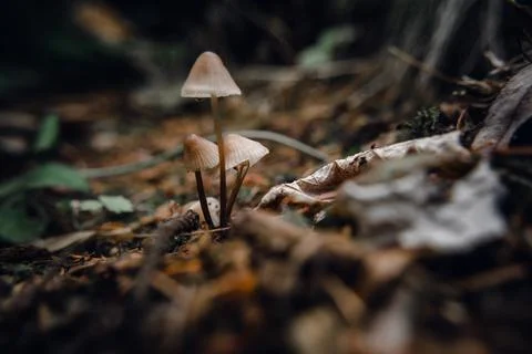 Toadstools on green moss on a dark natural background. pagan wiccan, slavic t Stock Photos