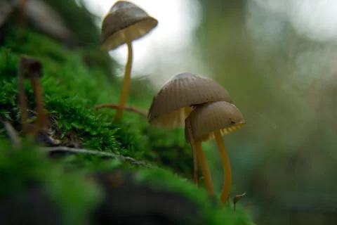 Toadstools on green moss on a dark natural background. pagan wiccan, slavic t Stock Photos