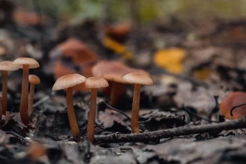 Toadstools on green moss on a dark natural background. pagan wiccan, slavic t Stock Photos