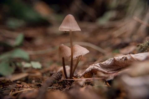 Toadstools on green moss on a light natural background. pagan wiccan, slavic  Stock Photos