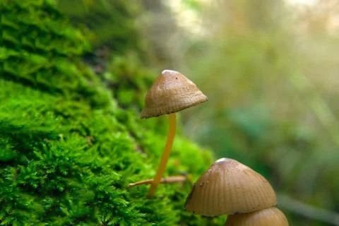Toadstools on green moss on a light natural background. pagan wiccan, slavic  Stock Photos