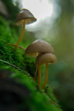 Toadstools on green moss on a light natural background. Vertical photo. Witch Stock Photos