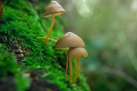 Toadstools on green moss on a light natural background. pagan wiccan, slavic  Stock Photos