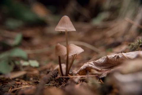 Toadstools on green moss on a light natural background. pagan wiccan, slavic  Stock Photos