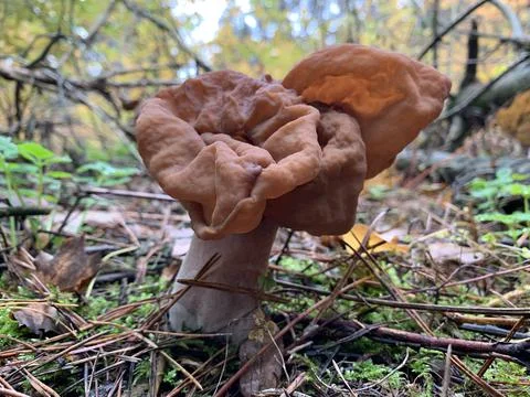 Toadstools grow in the autumn deciduous forest. A dangerous poisonous mushroo Stock Photos