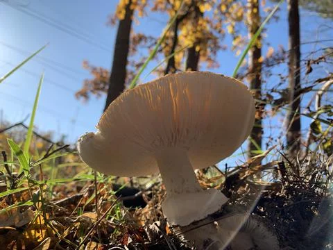 Toadstools grow in the autumn deciduous forest. A dangerous poisonous mushroo Stock Photos