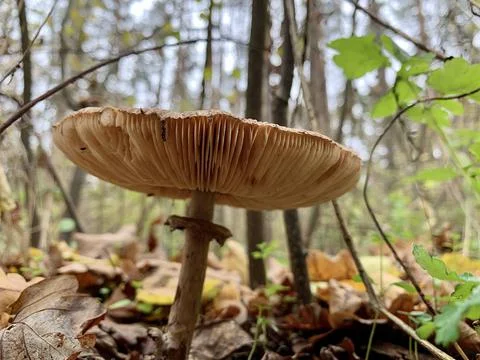 Toadstools grow in the autumn deciduous forest. A dangerous poisonous mushroo Stock Photos