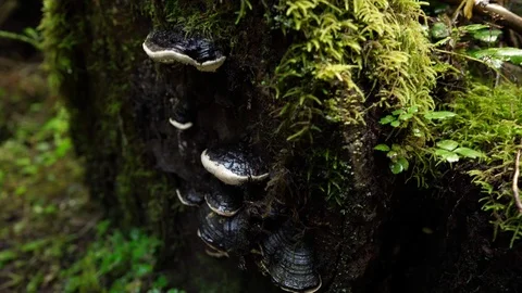 Toadstools growing on the end of a rotting log Video stock 123299765