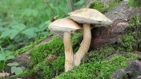Toadstools growing in woodlands at the base of a tree. Autumn. Wales. UK Video stock 345678808
