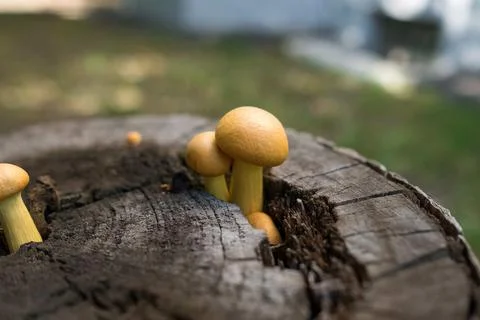 Toadstools have grown on an old tree stump. Bright inedible mushrooms Stock Photos