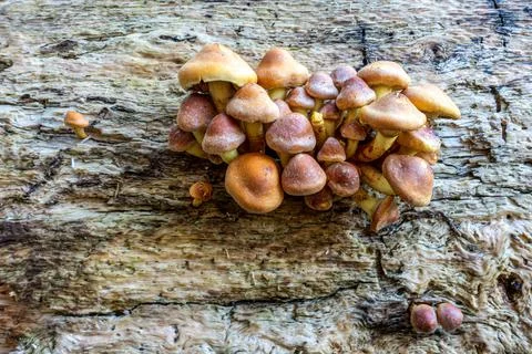 Toadstools on a log Stock Photos