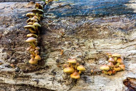 Toadstools on a log Stock Photos