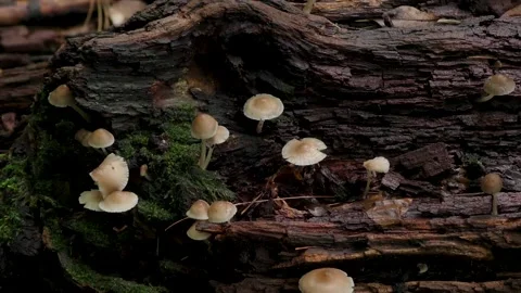 Toadstools, mushrooms, deciduous forest, Autumn, E USA Stock Footage 164104845
