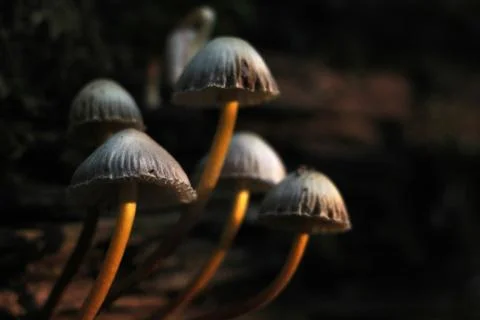 Toadstools Mushrooms depth of field background Stock Photos