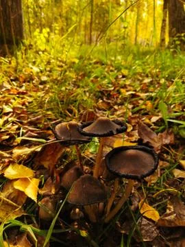 Toadstools in the park 스톡 사진