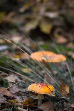 Toadstools Stock Photos
