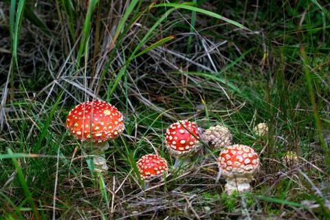 Toadstools Stock Photos