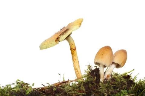 Toadstools Stock Photos
