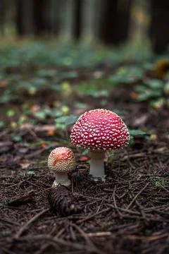 Toadstools Stock Photos