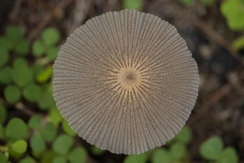 Toadstools Stock Photos