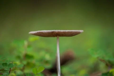 Toadstools Stock Photos