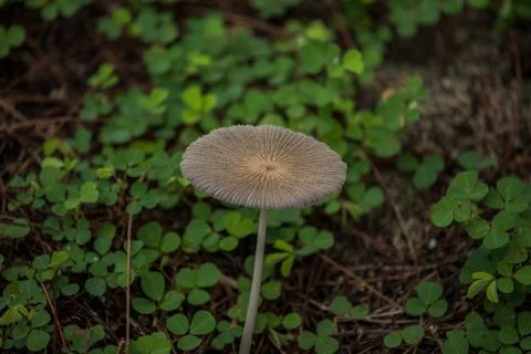 Toadstools Stock Photos