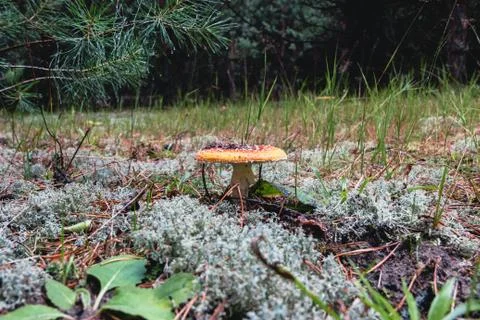Toadstools in the pine forest after the rain 写真素材