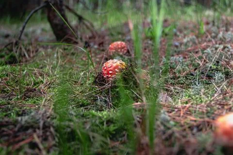Toadstools in the pine forest after the rain 写真素材