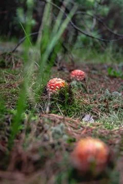 Toadstools in the pine forest after the rain Stock Photos