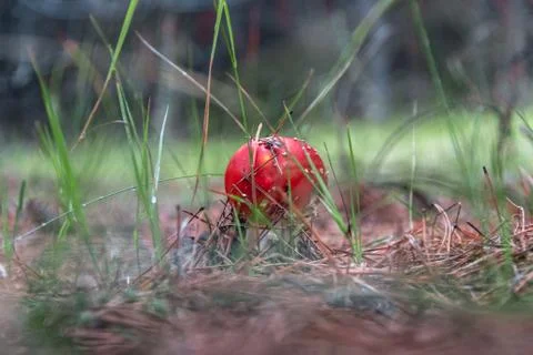 Toadstools in the pine forest after the rain Stock Photos