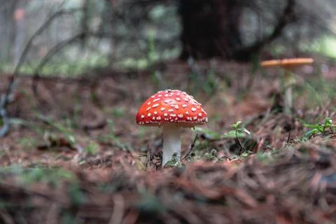 Toadstools in the pine forest after the rain Stock Photos