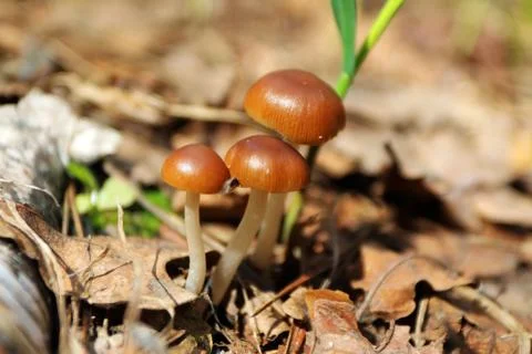 Toadstools in the spring sunny forest Stock Photos