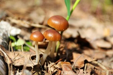 Toadstools in the spring sunny forest Stock Photos