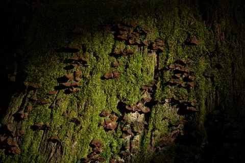 Toadstools on a stump covered with green moss. Horizontal photo. Dark shadows Stock Photos