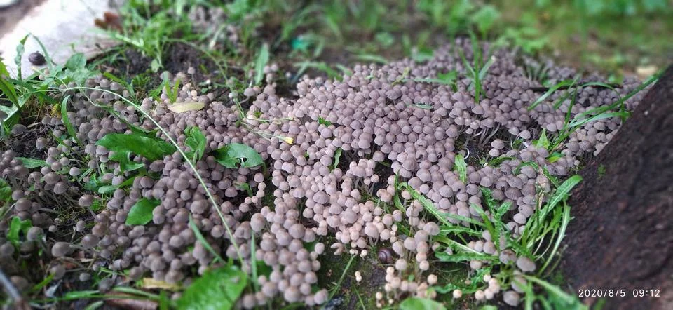 Toadstools on a stump Foto stock