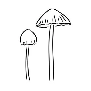Toadstools, , vector illustrations. Sketch style, toadstool mushroom, vector 스톡 일러스트