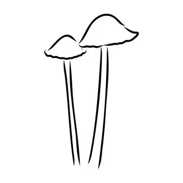 Toadstools, , vector illustrations. Sketch style, toadstool mushroom, vector 스톡 일러스트