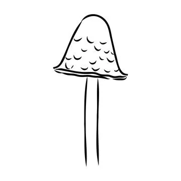 Toadstools, , vector illustrations. Sketch style, toadstool mushroom, vector 스톡 일러스트