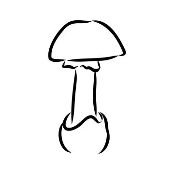 Toadstools, , vector illustrations. Sketch style, toadstool mushroom, vector 스톡 일러스트