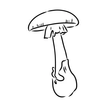 Toadstools, , vector illustrations. Sketch style, toadstool mushroom, vector 스톡 일러스트